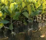 Vietnam JackFruit ( Grafting ) Plant