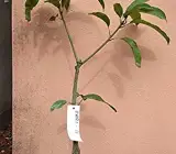 Bari 11 Grafting Mango Plants