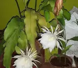 Brahma Kamal Plant