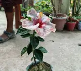 AUSTRILIAN HIBISCUS PLANT(off-white & red shed)