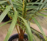 Sampen Pum plant
