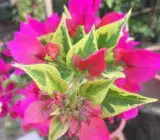 Tiger Brunei Bougainvillea Flower Plant