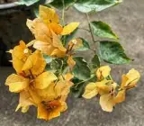 Yellow Butterfly Bougainvella