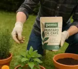 Mustard Cake (Sarso Khali) Organic Fertilizer for Plants
