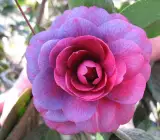 CAMELLIA FLOWERING PLANT(PURPLE)