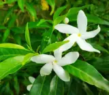 Plastic Tagar Flower Plant