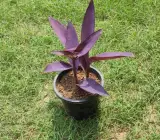 Purple heart HANGING PLANT