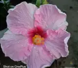 AMERICAN HIBISCUS PLANT(PINK AND RED SHADED)