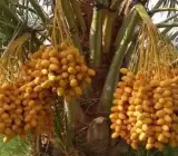 Barhi Variety Date Palm Live Plant – Premium Sweet Date Fruit Plant