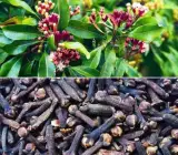 Clove Air Layering Lobongo Fruit Plant
