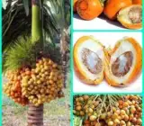 Superi plants