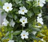 Mandevilla flowers plants(WHITE)