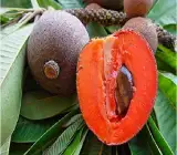 THAI CHIKU (SAPHOTA) GRAFTING FRUIT PLANT