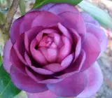 CAMELLIA FLOWERING PLANT(PURPLE)