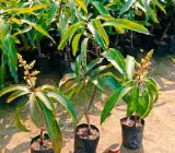 Sindur Kouta mango Fruit plant