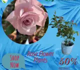 English Rose flowers plant