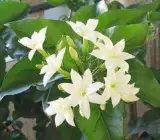 BHUTANMALLIKA FLOWERING PLANT