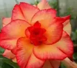 ROSY VARIETY GRAFTED ADENUM LIVE PLANT
