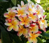 Orange And White Tropical Frangipani Plumeria Flower