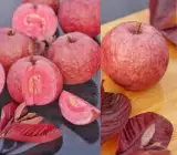 Malaysian Guava Dwarf Rare Varieties Fruit Plant