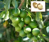 Macadamia Nut Fruit Plant