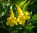 Tecoma flowering plant (Yellow)