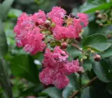 Furush Flower Plant ( Pink)