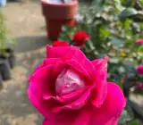 Rose flowers plants