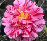 CAMELLIA FLOWERING PLANT(THOKA)