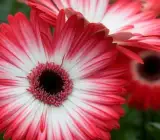 Tissue culture Gerbera plants