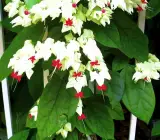 Bleeding Heart Vine White – Creepers & Climbers