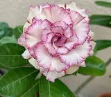 Adenum -Grafting plant ( white and purple)