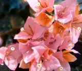 Hugh Evan Bougainvillea