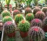 COLOURED BARREL CACTUS PLANT