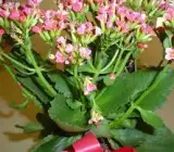 Florist Kalanchoe FLOWERING PLANT(PINK)