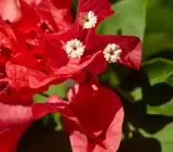 Rubi Red Bougainvillea