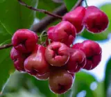 Thai Red Water Apple – Grafted and Hybrid Plant