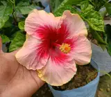 Australia hibiscus flowers plants(valintin)