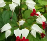 Bleeding Heart Vine White – Creepers & Climbers