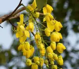 Amaltas Golden Shower Live Plant – Cassia Fistula Yellow Flowering Tree