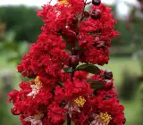 furush flower Plant