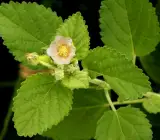 Swet Berala Plant