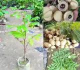 White Longan Grafted Fruit Plant – Premium Dimocarpus Longan Live Plant
