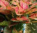 Aglaonema Pink Red Valentine Live Indoor Plant – Colorful Decorative Foliage Plant