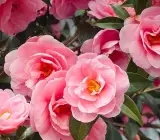 CAMELLIA FLOWERING PLANT(PINK)