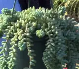 Succulent plants