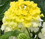 Lantana Flowers Plant - ( Yellow)