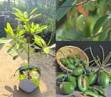 Thai Olive grafting fruit plant