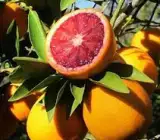 Moraco RED Blad ORANGE FRUIT PLANT
