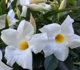 Mandevilla flowers plants(WHITE)